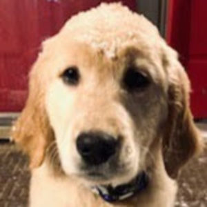 Meet your Posher, Paige